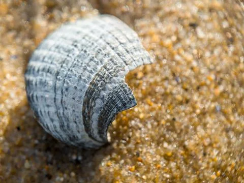 Close-Up Of Sea Shell Lying On Sand At Beach Foto stock