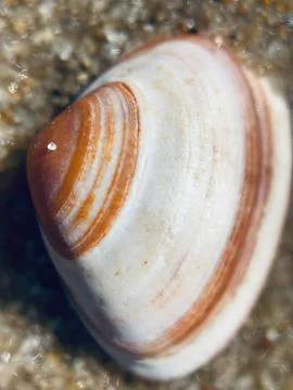 Close-Up Of Sea Shell Lying On Sand Stock-Fotos