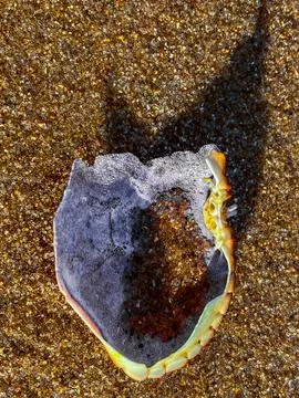 Close-Up Of Sea Shell Lying On Sand Stock Photos