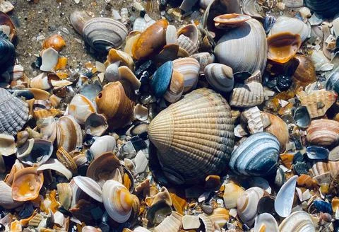 Close-Up Of Sea Shell Lying On Sand Stock Photos