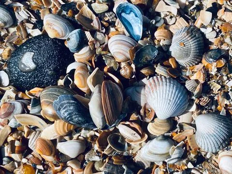 Close-Up Of Sea Shell Lying On Sand Fotos Stock