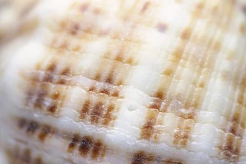 Close up of sea shell 스톡 사진