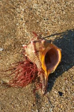 Close up sea shell in sand Stock Photos