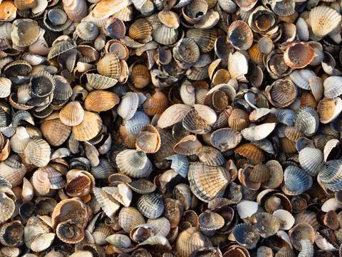 Close-up sea shell texture for design. 스톡 사진