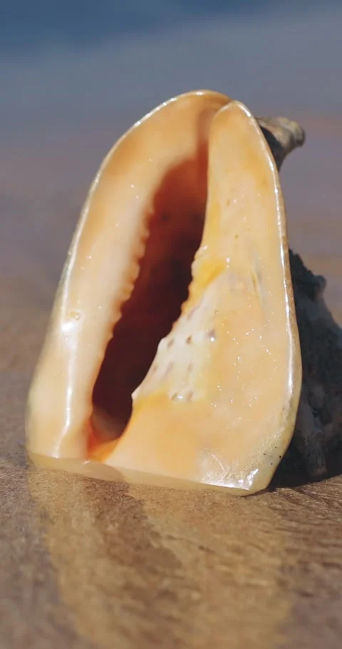 Close Up Sea Shell Washing In Gentle Tide On Beach Sand, Cinematic Macro Stock Footage 345376581