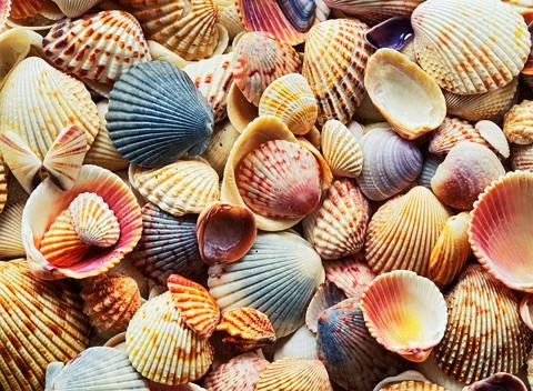 A close-up of Sea shells laying on beach Stock Photos