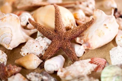 Close up of sea shells with sand Stock Photos