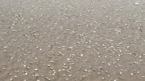 Close Up Of Sea Shells On Sandy Beach Shoreline India Stock Footage 333614848