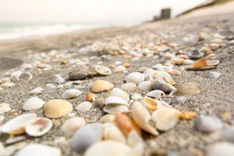 Close Up of Sea Shells on a Sandy Beach Stock Photos