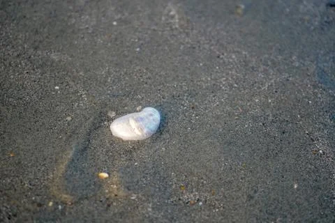 Close up of sea shells on a sandy beach Foto stock