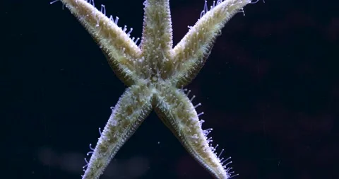 Close up of sea star, starfish.  Stock Footage 135350682