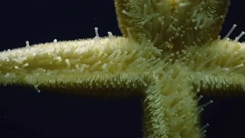 Close up of sea star, underside Stock Footage 145256485