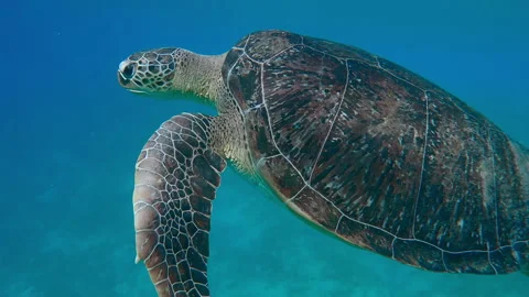 Close-up of Sea turtle blows air bubbles and swimming in the blue water Video stock 322884598