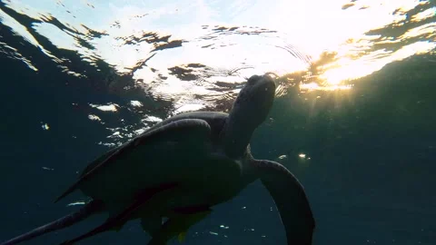 Close-up of a sea turtle breathing on the surface in the morning sun, Backlight Video stock 232488580