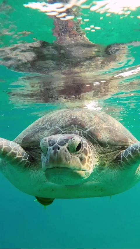 Close-up of a sea turtle breathing on the surface in the morning sun Stock Footage 232766520