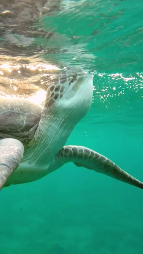 Close-up of a sea turtle breathing on the surface in the morning sun Stock Footage 232766586