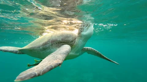 Close-up of a sea turtle breathing on the surface in the morning sun Stock Footage 232774378