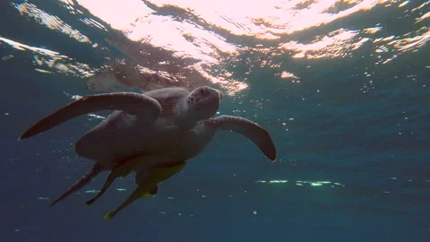 Close-up of Sea turtle breathing on the surface in the morning sun, Backlight Stock Footage 232774831