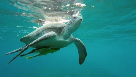 Close-up of a sea turtle breathing on the surface in the morning sun Stock Footage 232775138