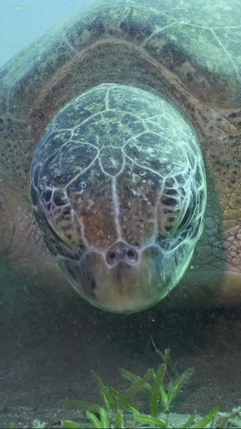 Close up of Sea Turtle chewing seaweed on seagrass meadow, Slow motion Stock Footage 237938535