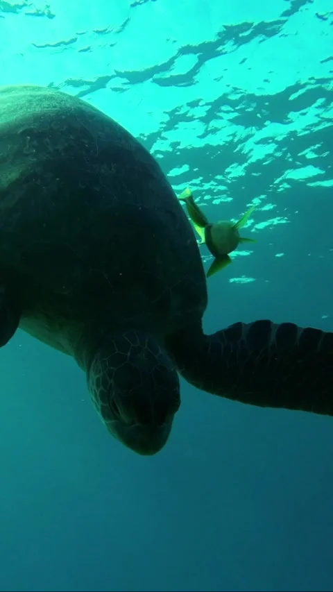 Close-up Sea turtle dives to the depth in sunrays, Backlight Stock Footage 232764707