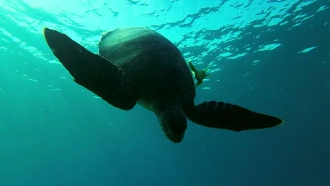 Close-up Sea turtle dives to the depth in sunrays, Backlight Stock Footage 232769711