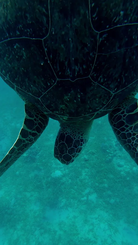 Close-up of sea turtle diving from surface of water and swimming to seabed Stock Footage 324566873