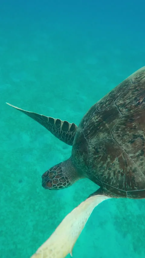 Close up of Sea turtle diving from surface water down to seabed in evening light Stock Footage 327870040