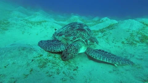 Close-up of Sea turtle eats sea grass on the seabed. Slow Motion  Stock Footage 232487323