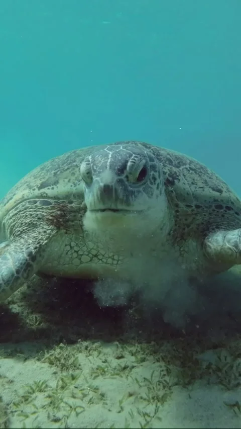 Close-up of Sea turtle eats sea grass on the seabed, Front side Stock Footage 232765024
