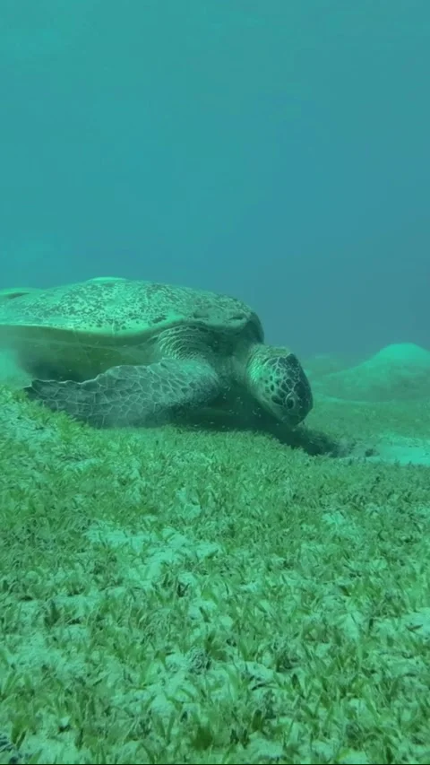 Close-up of Sea turtle eats sea grass on the seabed, Front side Stock Footage 232765092