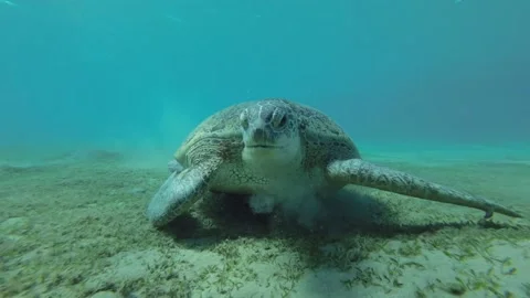 Close-up of Sea turtle eats sea grass on the seabed, Front side Video stock 232770261
