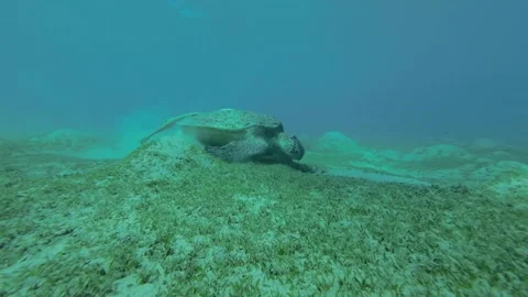 Close-up of Sea turtle eats sea grass on the seabed, Front side Stock Footage 232770374