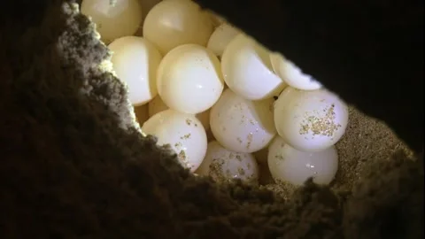 Close-Up of Sea Turtle Eggs Nestled in a Sandy Nest at Night Stock Footage 341708076