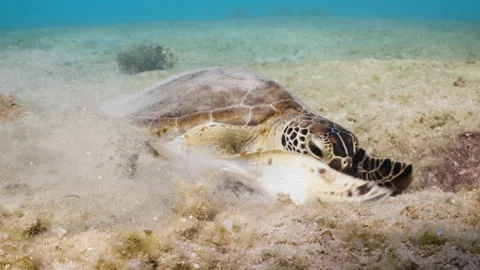 Up close with a Sea turtle feasting on the seabed 4K Stock Footage 292506310
