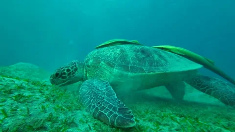 Close-up Sea turtle feeding on a seabed. Stock Footage 232774048