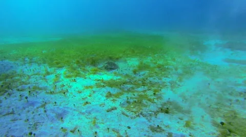 A close up of a sea turtle Video stock 42753459