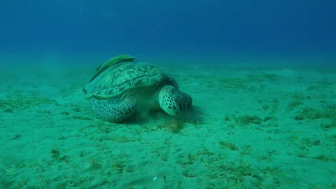 Close-up of Sea turtle grazing on sandy seabed feeding on green sea grass, Front Stock Footage 292137993