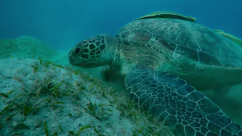 Close-up of Sea turtle grazing on the seabed in the evening light, Slow motion Stock Footage 292140610