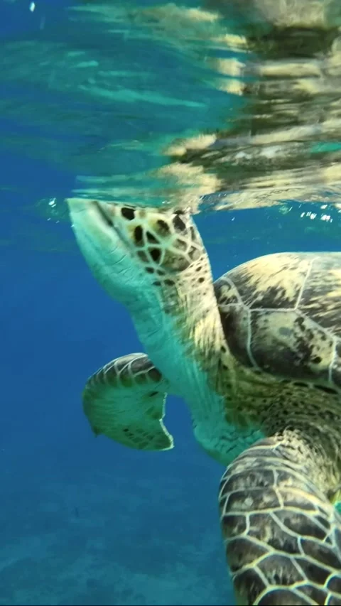 Close up of Sea turtle lies on the surface of the water and breathes Stock Footage 232766691