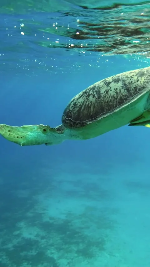 Close up of Sea turtle lies on the surface of the water and breathes Stock Footage 232766718