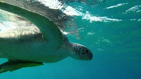 Close-up of a Sea turtle lies on the surface of the water and takes a breath Stock Footage 232768670