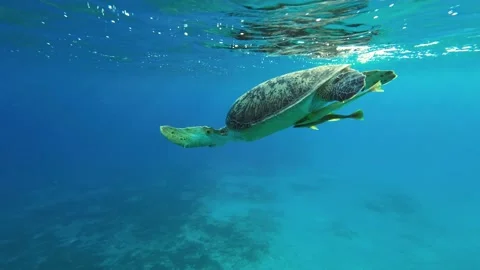 Close up of Sea turtle lies on the surface of the water and breathes Stock Footage 232774430