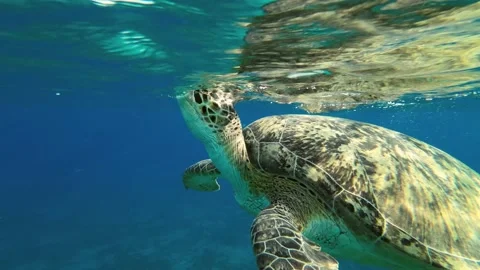 Close up of Sea turtle lies on the surface of the water and breathes Stock Footage 232774488