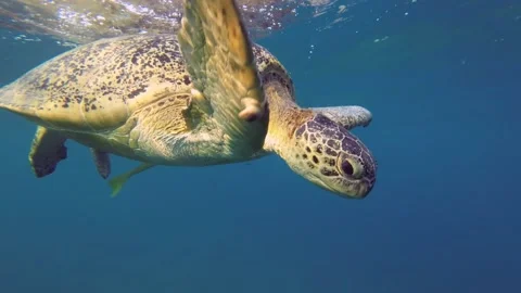 Close-up of a Sea turtle lies under surface of blue water and takes a breath Stock Footage 232487819