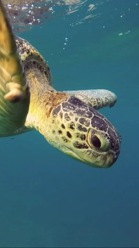 Close-up of a Sea turtle lies under surface of blue water and takes a breath Stock Footage 232765385