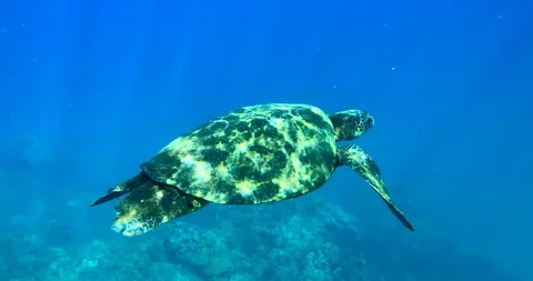 Close Up, Sea Turtle in the Ocean, Slow Motion Coral Reef Video stock 105817571