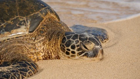 Close up of sea turtle resting on sand at shoreline Stock Footage 113690995