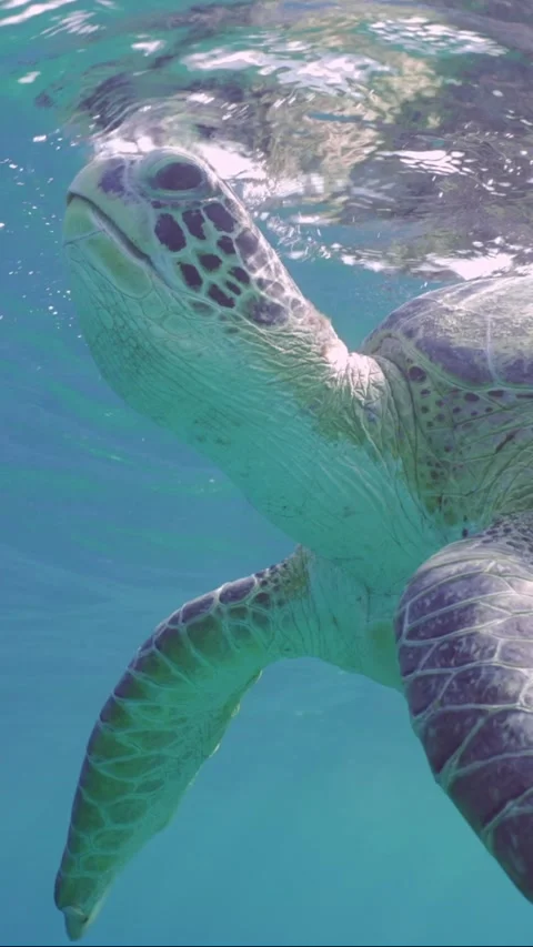 Close-up of Sea Turtle resting on surface of water, breathing and looking down Vidéo 252015923