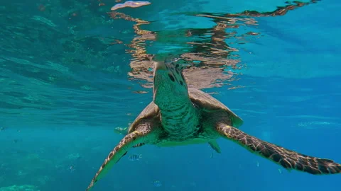 Close up of Sea Turtle resting on turquoise water surface reflected in it, Stock Footage 309600566
